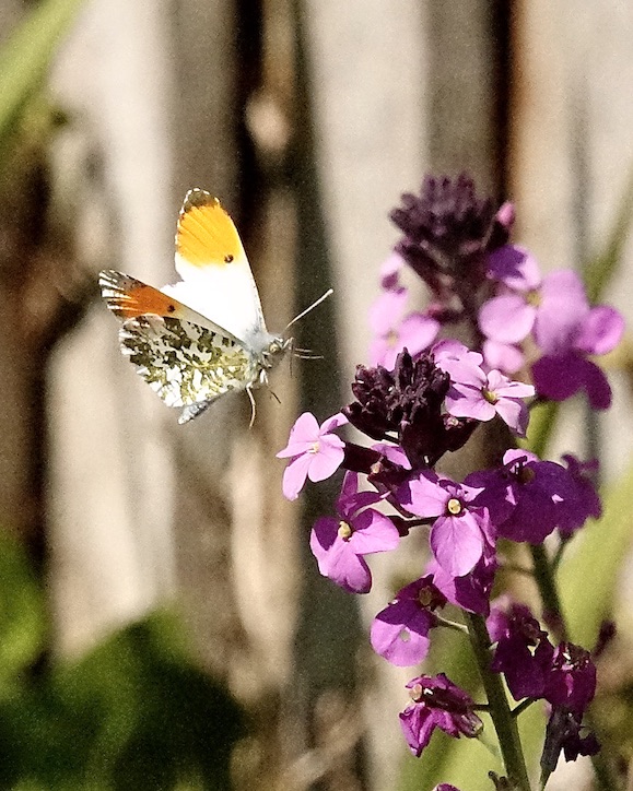 orange tip